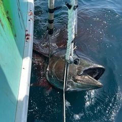 マグロ釣りG − 東京都
