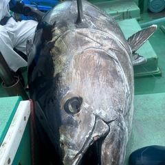 マグロ釣りG - 大島町