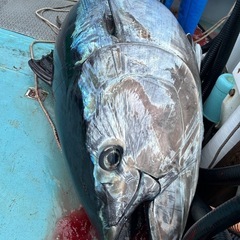 マグロ釣りG