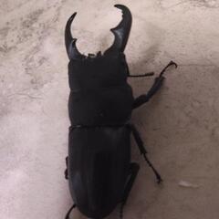ヒラタクワガタ