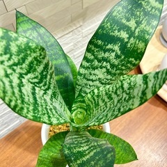 ★取引完了★ ❸観葉植物 サンスベリア ゼラニカ プラ深鉢4.5号　受け皿付きの画像