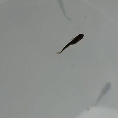 オロチの稚魚　その③　メダカの画像