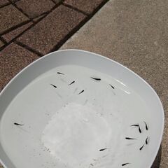 オロチの稚魚　その③　メダカの画像