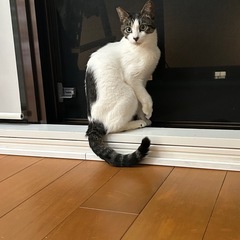 背中のハート柄が可愛いココロちゃん❤︎ - 猫