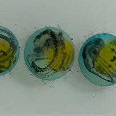 【メダカのタマゴ】楊貴妃ダルマの有精卵🥚　20個＋αの画像