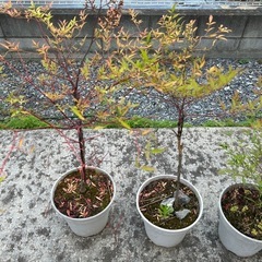南天　植物の画像