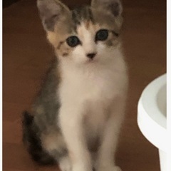 3か月くらいメス　全部読んでからご応募お願いします
