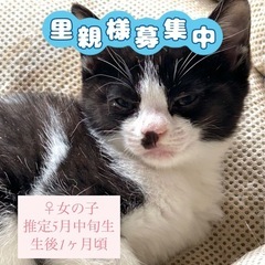 黒白子猫 女の子💗