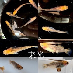 メダカ　孵化の多い針子・稚魚の出品
の画像