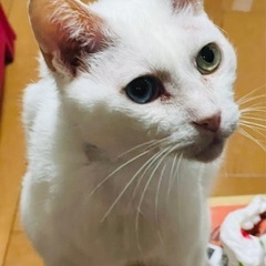 白猫　オッドアイ