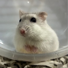ハムスターの里親募集です