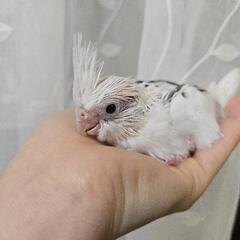 オカメインコ 雛 WFヘビーパイド(リバースパイド) 有償