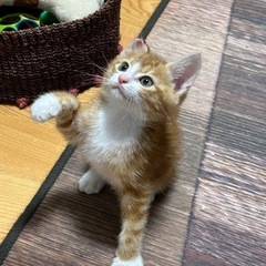 アメショ風仔猫