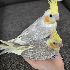 オカメインコ ドミナントシルバー(シナモン)パールパイド