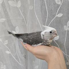 オカメインコ WFホワイトフェイスパイド