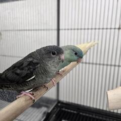 サザナミインコ 募集中 モーブ SLGブルー SLGクリー…