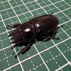 【B品】本土ヒラタクワガタ♀（30.1mm）-05の画像