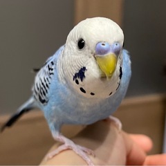 セキセイインコの里親募集です