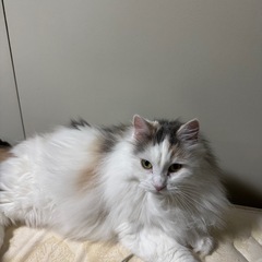 ノルウェージャンフォレストキャットの女の子