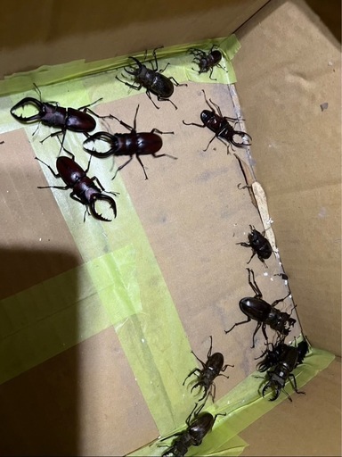 カブトムシ、クワガタ、欲しい人いましたら