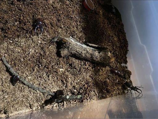 カブトムシ、クワガタ、欲しい人いましたら