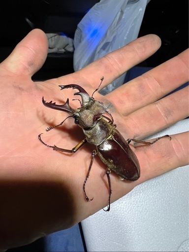 カブトムシ、クワガタ、欲しい人いましたら