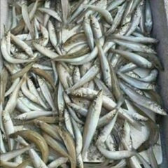 6️⃣ ラインオープンチャット　　　　【team釣りキチ！…