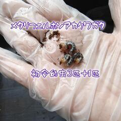 A メタリフェルホソアカクワガタ 幼虫3匹