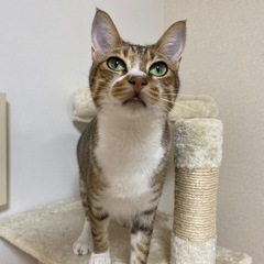 人懐っこい猫です