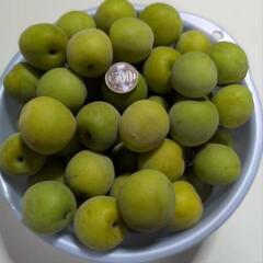 青ウメ2kg
