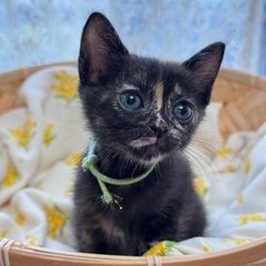 ２ヶ月！可愛いすぎるサビ猫三姉妹、つーちゃん♡
