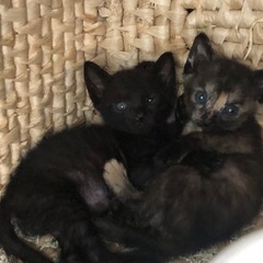奇跡の3兄妹