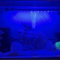 淡水水槽セットの画像