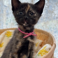 ２ヶ月！可愛いすぎるサビ猫三姉妹、いーちゃん♡