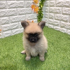 ハーフ(ポメラニアン✖️パピヨン） 男の子