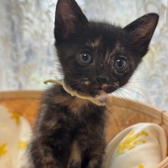 ２ヶ月！可愛いすぎるサビ猫三姉妹、けいちゃん♡