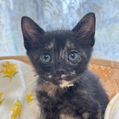 ２ヶ月！可愛いすぎるサビ猫三姉妹、けいちゃん♡ - 大和郡山市