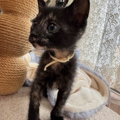 ２ヶ月！可愛いすぎるサビ猫三姉妹、けいちゃん♡ - 猫