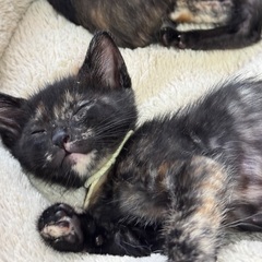 ２ヶ月！可愛いすぎるサビ猫三姉妹、けいちゃん♡ − 奈良県