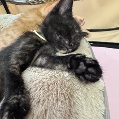 ２ヶ月！可愛いすぎるサビ猫三姉妹、けいちゃん♡ - 里親募集
