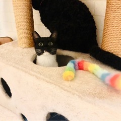 猫が大好きな大人しい黒白子猫