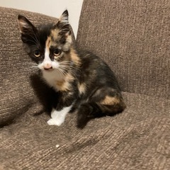 三毛子猫女の子里親募集