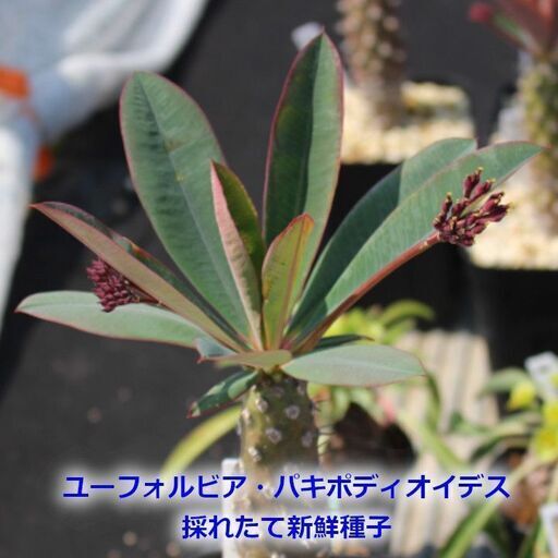福袋 オンライン 新鮮種子】ユーフォルビア・パキポディオイデス6月採取 (mmasami その他