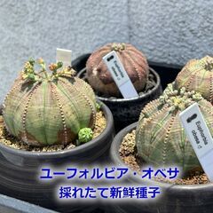 【新鮮種子】ユーフォルビア・オベサ　6月採取