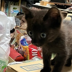 元気な三姉妹