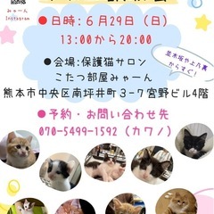 💝子猫&成猫いっぱい譲渡会💖保護猫サロンこたつ部屋みゃーん