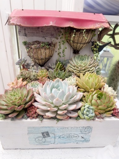 多肉植物寄せ植え