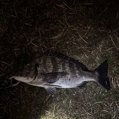 釣り友募集