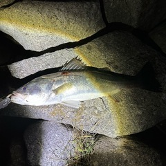 釣り友募集 - 江戸川区