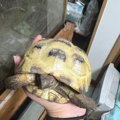 エキゾチックアニマルブリーダーさん友達になってください🙇‍♀️ - 葛飾区